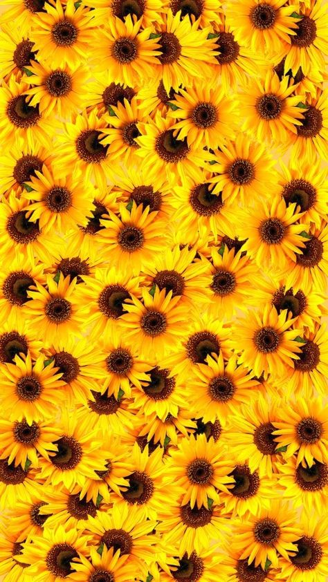 Sunflower Wallpaper Backgrounds, Wallpaper Backgrounds For Iphone, Coffee Designs Art, Autumn Pictures, Sunflower Iphone Wallpaper, Sunflower Images, Sunflowers Background, Jelly Wallpaper, طابع بريدي