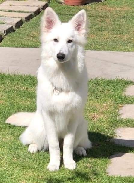 White Gsd, German Sheperd Dogs, White Swiss Shepherd, White Shepherd, White German Shepherd, Psy I Szczenięta, German Dogs, Pretty Dogs, White Dog