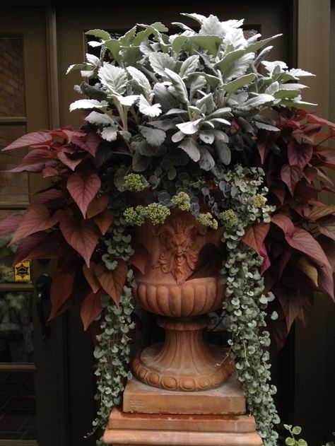 Silver Falls Dichondra, Fall Container Gardens, Container Planting, Fall Containers, Potato Vines, Garden Vines, Flowers And Greenery, Container Gardening Flowers, Garden Urns