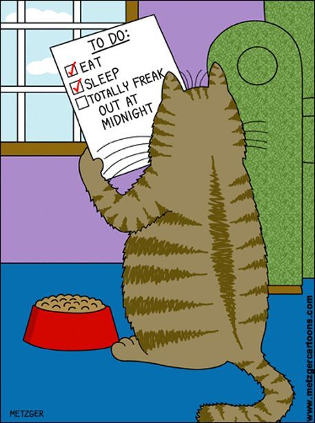 You've Got to Be Kitten Me with the 13 Best Cat Jokes out There Katt Grejer, Gatos Cool, Cat Cartoons, Koci Humor, Cat Jokes, Cat Comics, Cat Nap, Funny Cartoons, On The Floor