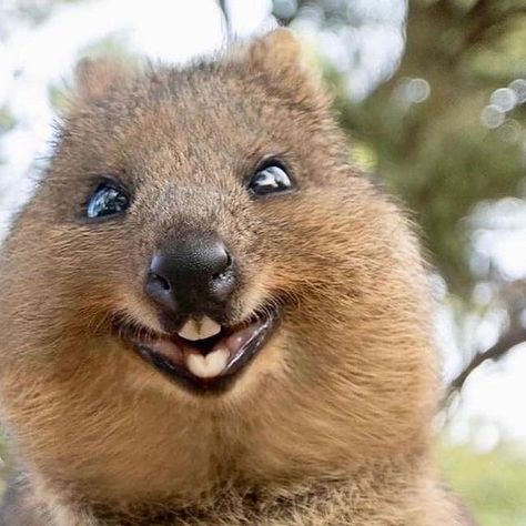 Quokka Animal, Worlds Cutest Animals, Most Beautiful Smile, Rottnest Island, Australia Animals, Animal World, Animal Nails, Animal Sketches, Good Smile