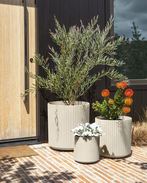 demi planter series Hanging Indoor Plants, Front Door Plants, Rock Planters, Long Planter, Front Porch Planters, Native Gardens, Porch Flowers, Porch Planters, Potted Plants Outdoor