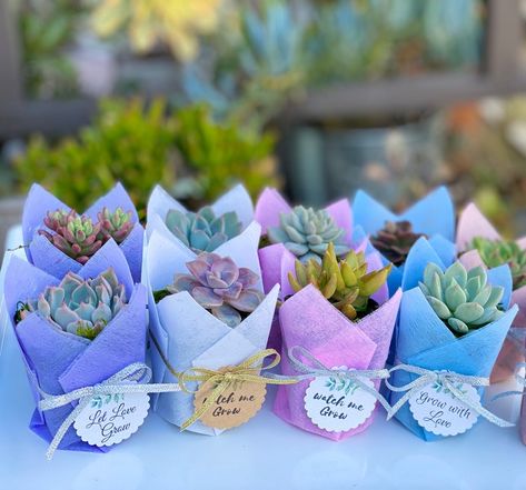 Colorful 2 Succulent Favor 1 Plant Baby Shower Party Favors - Etsy Canada Succulent Favors Baby, Succulent Party Favors, Succulent Wedding Favors, Baby Shower Gift Bags, Succulent Favors, Plant Party, Succulent Gift, Baby Shower Favors Girl, Plant Gift