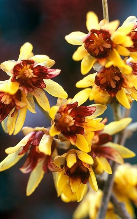 Wintersweet (Chimonanthus praecox) Chimonanthus Praecox, Flower Base, Tattoo Reference, Fragrant Plant, Chocolate Flowers, Winter Plants, Flower Farmer, Blooming Plants, Hardy Perennials