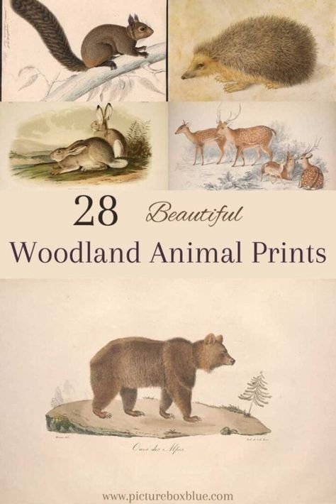 Whimsy Home Wednesday 54 - Mornings on Macedonia Vintage Animal Nursery, Woodland Nursery Artwork, Vintage Woodland Nursery, Public Domain Images Vintage, Vintage Nursery Boy, Public Domain Art, Woodland Animal Wall Art, Woodland Clipart, Vintage Woodland