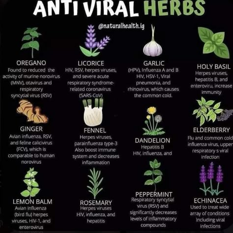 Medicinal Herbs Garden, Medical Herbs, Magia Das Ervas, Magic Herbs, Herbal Apothecary, Healing Remedies, Healing Plants, Natural Healing Remedies, Herbal Healing