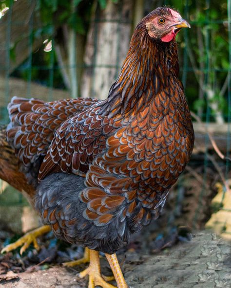 Blue Laced Red Wyandotte Blue Laced Red Wyandotte Hens, Blue Laced Wyandotte, Wyandotte Hen, Blue Laced Red Wyandotte, Chook Pen, Black Australorp, Wyandotte Chicken, Chicken Life, Brown Eggs