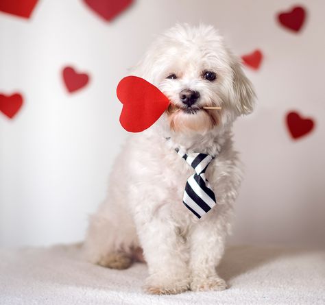 Over 25 Percent of Americans Want to Celebrate Valentine's Day with Their Pet, Survey Says Valentines Treats, Dog Foto, Animal Photoshoot, Valentine Days, Valentine Picture, Valentines Day Pictures, Puppy Wallpaper, Valentines Day Dog, Dog Photoshoot