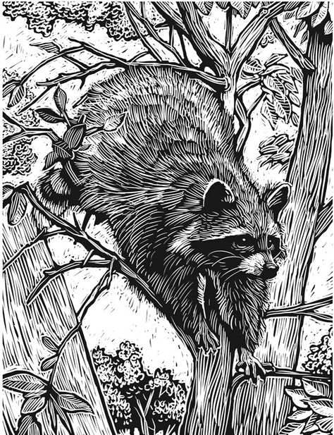 Raccoon Drawing, Woodcut Printing, Woodcut Art, Scratchboard Art, Linocut Printmaking, Lino Art, Designs Coloring Books, Dover Publications, Scratch Art