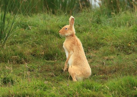 Golden Hare on Rathlin Island Rathlin Island, Irish Hare, Golden Irish, Ireland Coast, Photography Timeline, Bunny Bunny, Northern Ireland, The Golden, I Know