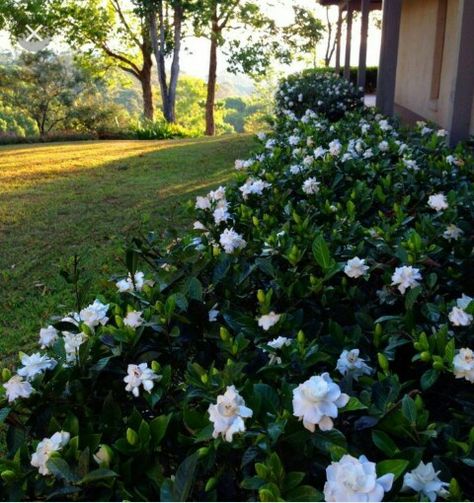 Gardenia hedge Monochromatic Garden, Maine Gardens, Gardenia Bush, Tree Landscaping, Gardenia Plant, Stunning Flowers, Desain Lanskap, Shade Flowers, Garden Shrubs