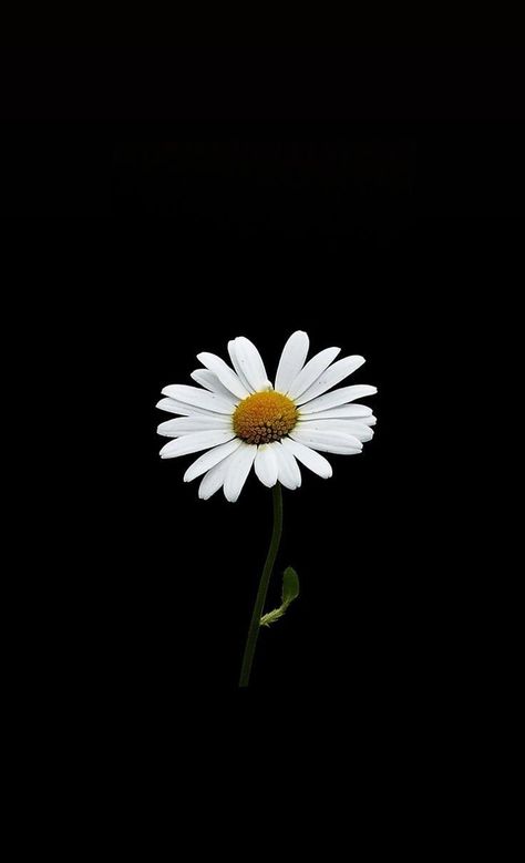 super pretty black background Quotes Aethestic Wallpaper, Daisy On Black Background, Aethestic Dark Wallpaper, Black Daisy Wallpaper, Daisy Black Background, Dark Background Wallpaper, Daisy Wallpaper, Flowers Photography Wallpaper, Sunflower Wallpaper