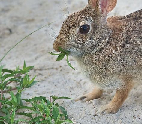 Rabbit Resistant Flowers, Rabbit Resistant Landscaping, Deer And Rabbit Resistant Perennials, Rabbit Resistant Perennials, Planters For Shade, Flowering Shade Plants, Midwest Garden, Rabbit Repellent, Rabbit Resistant Plants