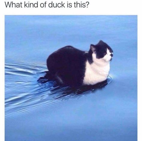 Duck????!!!. Cat??????!!!!??. How To Cat, Cat Club, Funny Cat Memes, Funny Animal Memes, Funny Animal Pictures, Diy Dog Stuff, Animal Memes, Cute Funny Animals, Crazy Cats