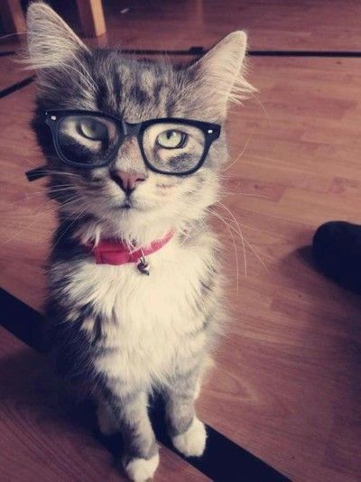 Nerdy Cat Whatsapp Avatar, Cat Wearing Glasses, Koci Humor, Hipster Cat, Cat Glasses, Chris Pine, Wearing Glasses, Ernest Hemingway, Cats Meow