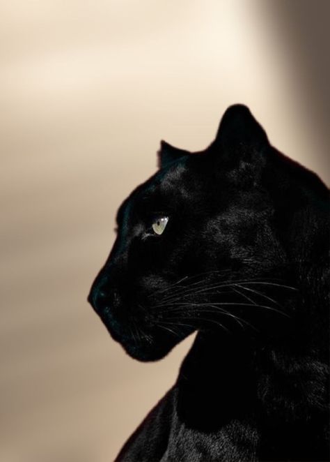 Trending Pins, Black Cat, Instagram Profile, Tumblr, Animals, Pins, Instagram, Black