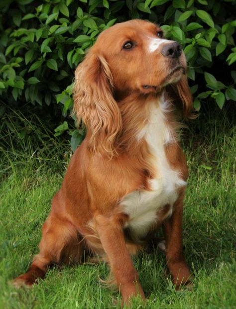 Working Cocker Spaniel. Red Cocker Spaniel, Working Spaniel, Perro Cocker Spaniel, Working Cocker Spaniel, Spaniel Cocker, Family Dogs Breeds, Spaniel Breeds, Working Cocker, Cocker Spaniel Puppies