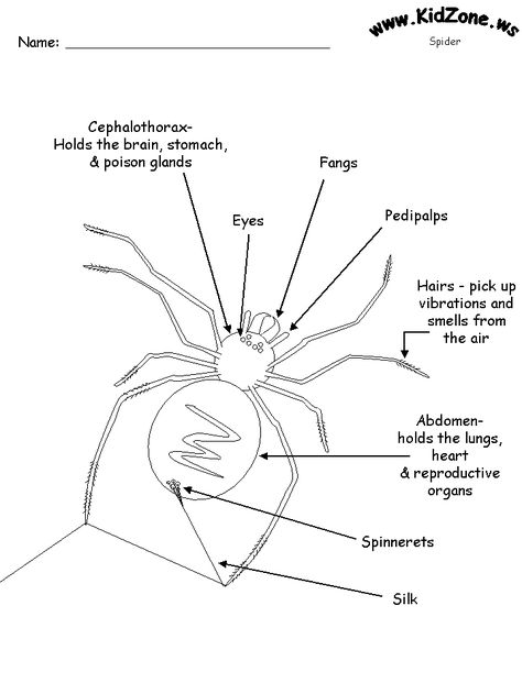 Spider Activities - Label a Spider (Easy) - lots of printables Parts Of A Spider Free Printable, Spider Facts For Kids, Parts Of A Spider, Spider Facts, Charlottes Web Activities, Spider Diagram, Charlotte Web, Spider Unit, Spider Fact