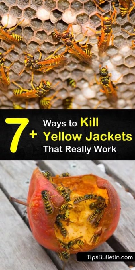 Yellow Jacket Bee, Yellow Jacket Trap, Bee Repellent, Wasp Killer, Wasp Spray, Repellent Diy, Wasp Repellent, Get Rid Of Wasps, Wasp Traps