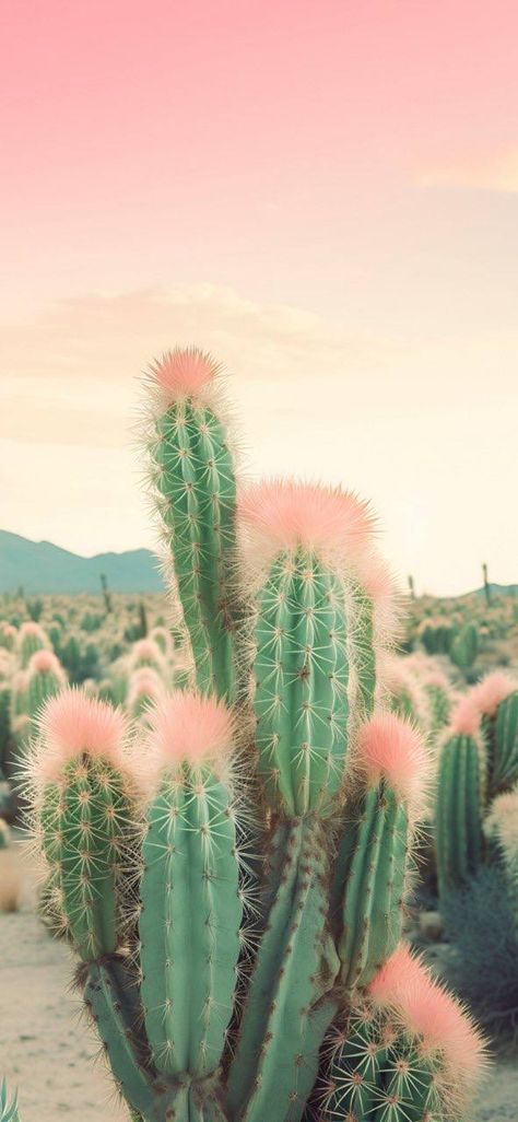 Desert Nature, Interesting Plants, Stem Flowers, Desert Aesthetic, Pink Cactus, Iphone Wallpaper Aesthetic, Carpet Ideas, Genetic Mutation, Wallpaper Iphone Wallpaper