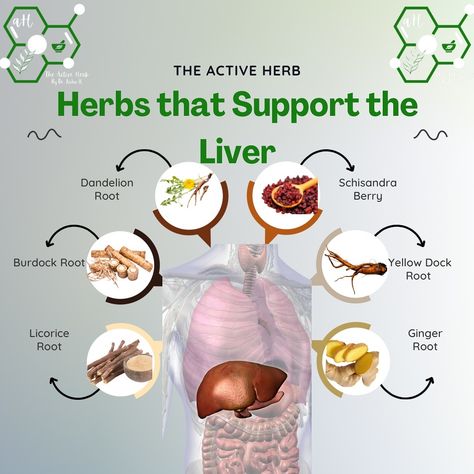 LOVE YOUR LIVER. It has tons of responsibilities. This blend of dandelion root, ginger root, burdock root, milk thistle, rosehips, and red clover blossoms is packed with bioactive compounds like sesquiterpene lactones, gingerols, inulin, silymarin, and flavonoids. These natural ingredients support liver detoxification and enzyme regulation for optimal health. 🌱🍵 Comment “LIVER” to receive the link to the full recipe! #LiverHealth #HerbalInfusion #NaturalDetox #WellnessJourney #HolisticHealth Yellowdock Root Benefits, Burdock Root Smoothie, Burdock Root Recipes, Red Clover Benefits, Herbal Remedies Recipes, Liver Detoxification, Red Clover, Burdock Root, Dandelion Root