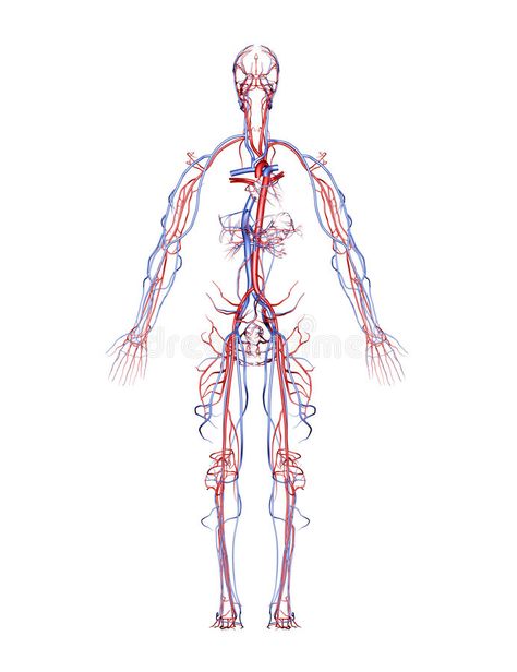 Cardiac Sonography, Diy Natural Detergent, Leg Veins, Arteries And Veins, Health Questions, Online Doctor, Sciatic Nerve Pain, Human Anatomy Art, Body Anatomy