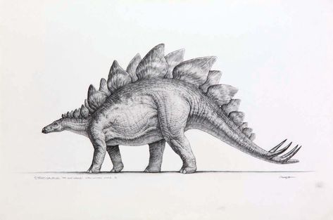 Stegosaurus - the mightiest herbivore Crash Mccreery, Dino Drawing, Dinosaur Sketch, Cool Dinosaurs, Jurassic Park Movie, Dinosaur Tattoos, Dinosaur Drawing, Dinosaur Pictures, Jurassic World Dinosaurs