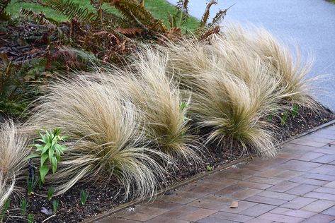 Mexican Feather Grass (Nassella tenuissima) at TLC Garden Centers Nassella Tenuissima, Oklahoma Gardening, Stipa Tenuissima, Mexican Feather Grass, Garden Border Edging, Shade Grass, Shade Shrubs, Low Water Gardening, Alpine Garden