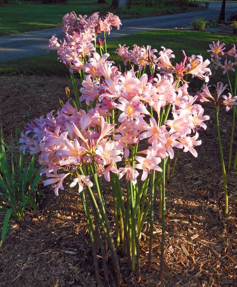 Plant a Pink Surprise Lily Bulb (Lycoris squamigera) - Shawna Coronado Surprise Lily, Lilly Flower Drawing, Pink Lily Flower, Lilly Flower, Amaryllis Bulbs, Lily Bulbs, Garden Bulbs, Flower Care, Rare Flowers