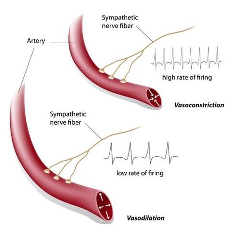 Neurocardiogenic Syncope, Nerve Anatomy, Adrenergic Receptors, How To Relieve Migraines, Blood Pressure Control, Nerve Fiber, Parasympathetic Nervous System, Autonomic Nervous System, Body Systems