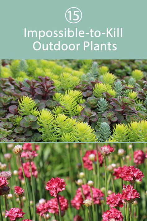 Low Maintenance Plants Outdoor, Florida Garden, Restaurant Patio, Potted Plants Outdoor, Plants Outdoor, Patio Plants, Sandy Soil, Low Maintenance Garden, Drought Tolerant Plants