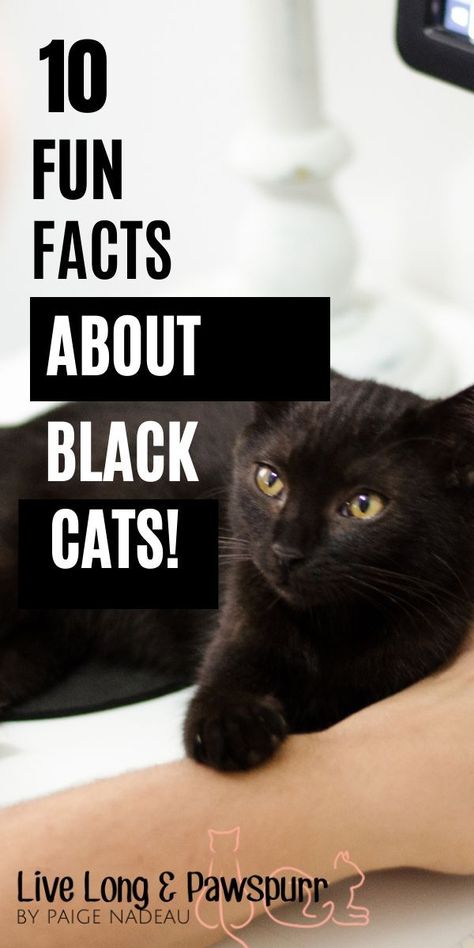 Black Cat Personality, Black Cat Adoption, Cats Meowing, Two Black Cats, Black Cat Superstition, All Black Cat, 10 Fun Facts, Cat Advice, Black Cat Aesthetic