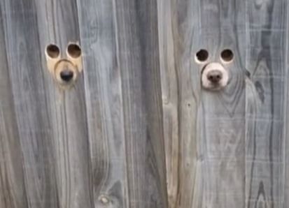 Dog Window In Fence, Husky Names, Me And My Best Friend, Excited Dog, Dog Window, Dog Run, Eye Hole, Clever Dog, Car Horn