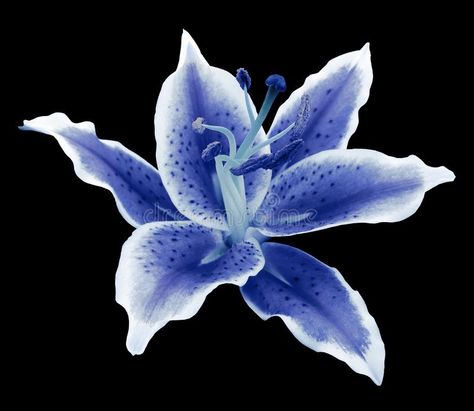 Lily Flower Black Background, Blue Lilies Flower, Blue Lily Aesthetic, Flowers On A Black Background, Blue Flower Black Background, Black Background With Flower, Flower Background Blue, Flowers Widget, Flower In Black Background