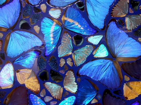 For a list of available Damien Hirst Butterflies originals and prints, contact info@robinrile.com Damian Hurst Butterflies, Damian Hirst Butterflies, Butterfly Moodboard, Damien Hirst Paintings, Damien Hirst Butterfly, Damian Hirst, Da Fuq, Abstract Butterfly, Clock Painting