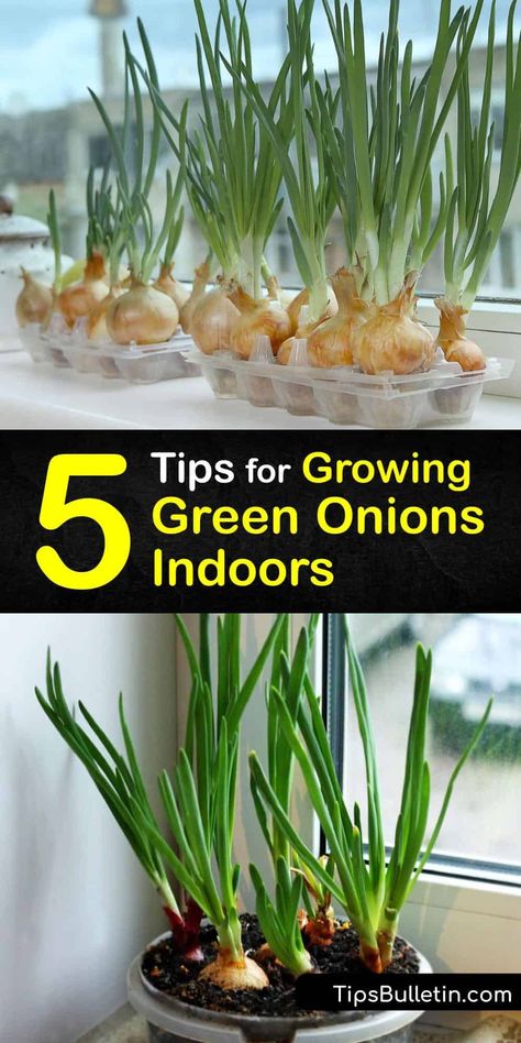 How To Grow Onions Indoors, Regrow Green Onions In Water, Growing Green Onions Indoors, How To Regrow Green Onions, How To Grow Green Onions Indoors, Grow Green Onions From Scraps, How To Grow Green Onions, Green Onions In Water, Planting Green Onions