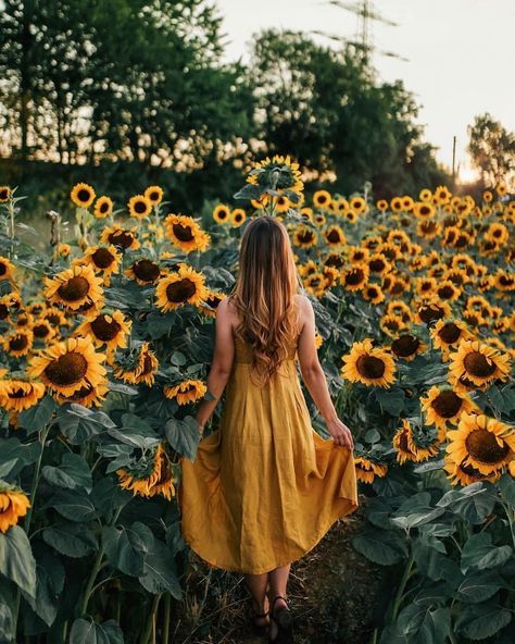 "A sunflower field is like a sky with a thousand suns."  -Corina Abdulahm-Negura Sunflower Field Photography, Sunflower Field Pictures, Field Of Sunflowers, Sunflower Photography, Sunflower Photo, Sunflower Pictures, Shotting Photo, Sunflower Wallpaper, Sunflower Field