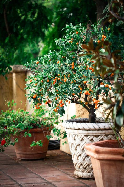 Mandarin Tree In Pot, Orange Tree Potted, Kumquat Tree Potted, Potted Kumquat Tree, Citrus In Pots, Veggies Garden, Kumquat Tree, Church Foyer, Mandarin Tree