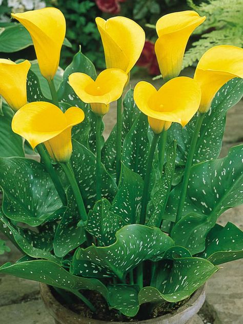 Flower Structure, Calla Lily Flowers, Flower Identification, Lily Garden, Lily Plants, Beautiful Flowers Garden, Herbaceous Perennials, Winter Flowers, Beautiful Flowers Pictures