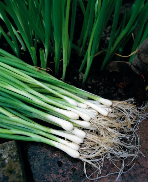 Growing Spring Onions, Growing Onions, When To Plant Vegetables, Spring Crops, Planting Onions, Growing Lettuce, Easy Vegetables To Grow, Growing Veggies, Spring Onions