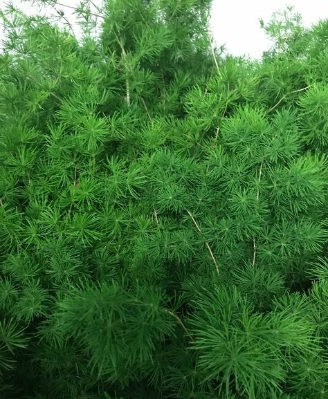 Ming Fern Ming Fern, Fern, Herbs, Flowers, Floral