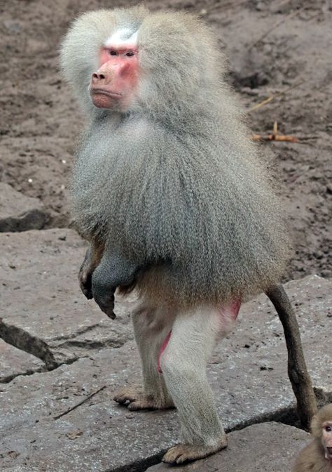 Hamadryas Baboon, What Animal Are You, Monkey Pictures, Funny Pigs, Post Animal, Animal Study, Baboon, Zoology, Primates