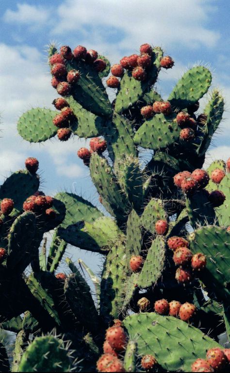 Nopal con tunas Cactus Aesthetic, Mexican Graphic Design, Garden Of Earthly Delights, Mexico Culture, Mexican Culture, Ap Art, Album Cover Art, Cactus And Succulents, Cacti And Succulents