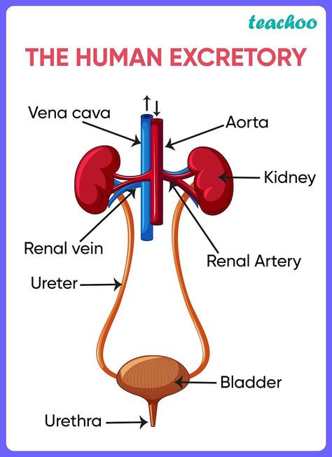 Excretory System Diagram, Human Excretory System, The Excretory System, Human Body Science Projects, Biology Drawing, Biology Diagrams, Science Diagrams, Excretory System, Human Body Science