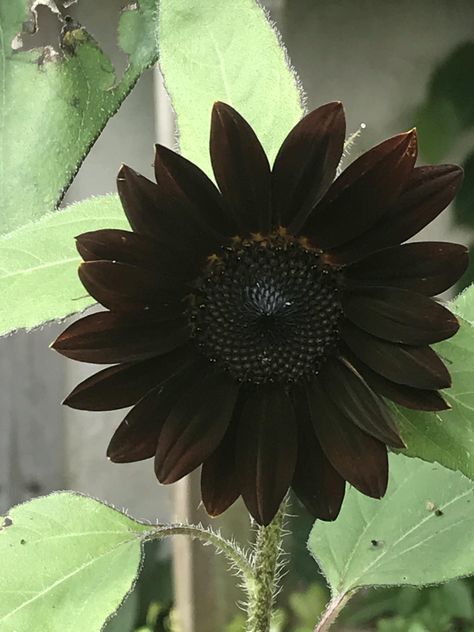 Zone 9 Gardening, Sunflower Seedlings, Chocolate Sunflower, Black Plants, Sunflower Aesthetic, Black Sunflower, Goth Garden, Planting Sunflowers, Bloom Where Youre Planted