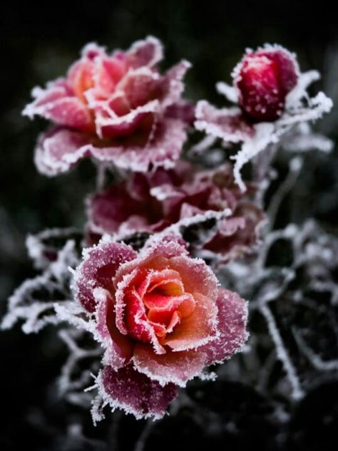 Frozen Roses Frozen Rose, Winter Rose, Belle Rose, Colorful Roses, Winter Beauty, Love Rose, Ranunculus, Winter Garden, Ikebana