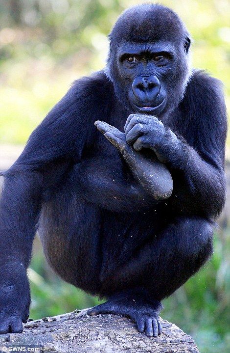 Western Lowland Gorilla, Baby Gorilla, Foto Kelakar, Emergency C Section, Go Ape, Baby Gorillas, Logo Game, Bright Sunshine, C Section