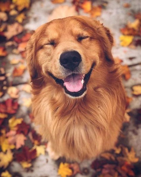 Perros Golden Retriever, Cute Puppy Wallpaper, Cute Dog Wallpaper, Dog Photoshoot, Super Cute Puppies, A Golden Retriever, 강아지 그림, Fall Dog, Cute Dog Pictures