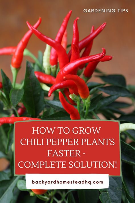 Chili Pequin, Pepper Plant Care, Growing Chili Peppers, Chili Pepper Plant, Garden Peppers, Hawaiian Chili, Backyard Homestead, Tomato Fertilizer, Desert Gardens