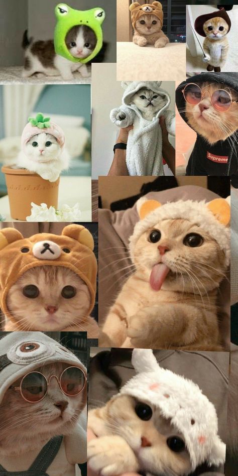 Wallpaper Gatos, Stay Pawsitive, Cute Critters, Cute Puppies And Kittens, Cat Collage, Kitten Wallpaper, Funny Cat Wallpaper, Cat Background, Silly Cats Pictures